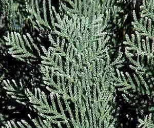 Chamaecyparis lawsoniana 'Columnaris'