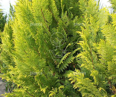 Chamaecyparis lawsoniana 'Ivonne'