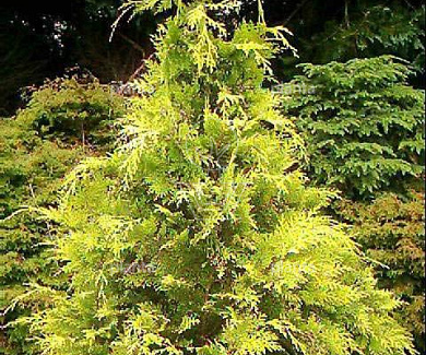 Chamaecyparis lawsoniana 'Stardust'