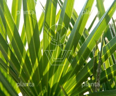 Chamaerops humilis 'Vulcano'