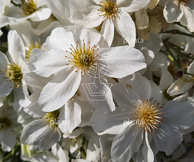 Clematis 'Avalanche'