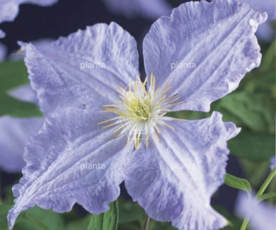 Clematis 'Blue Angel'