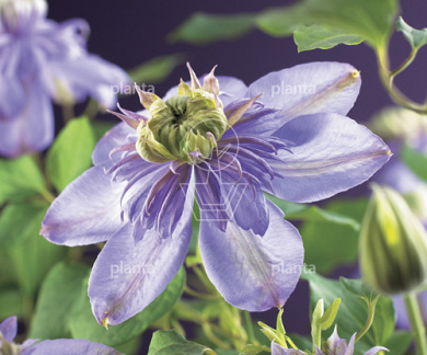Clematis 'Blue Light'