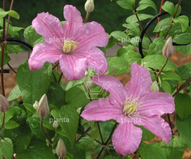 Clematis 'Comtesse de Bouchaud'