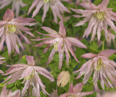 Clematis 'Country Rose' PBR