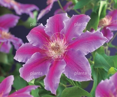 Clematis 'Dr Ruppel'