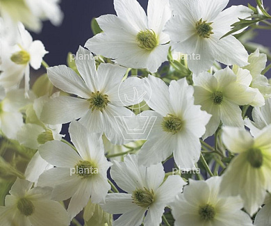 Clematis 'Early Sensation'