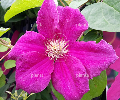 Clematis 'Ernest Markham'
