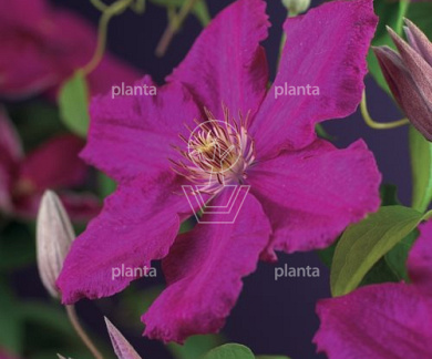 Clematis 'Ernest Markham'