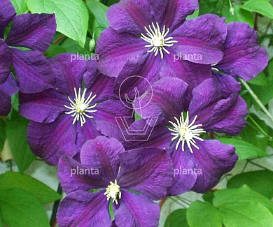 Clematis 'Etoile Violette'