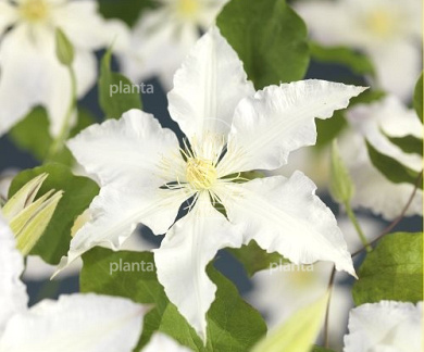 Clematis 'Gladys Picard'