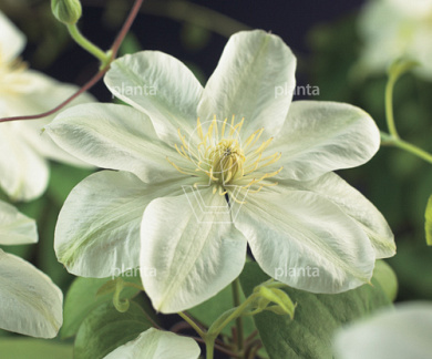Clematis 'Guernsey Cream'