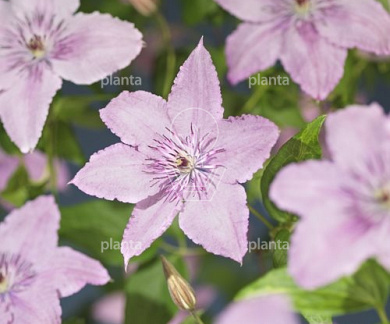 Clematis 'Hagley Hybrid'