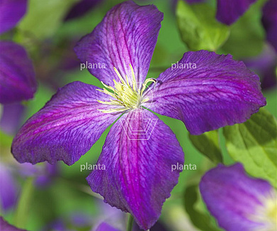 Clematis 'Jackmanii Purpurea'