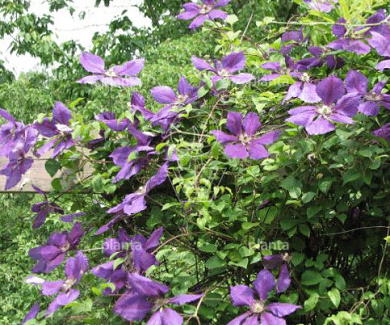 Clematis 'Jackmanii'