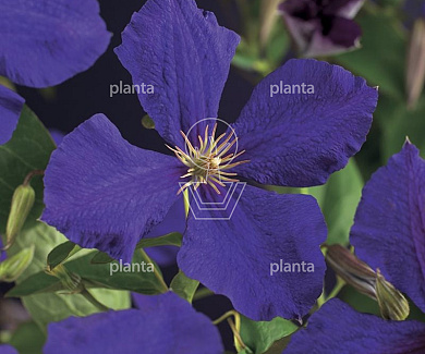 Clematis 'Jackmanii'