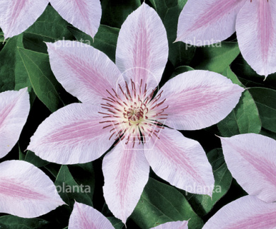 Clematis 'Jan Pawel II'