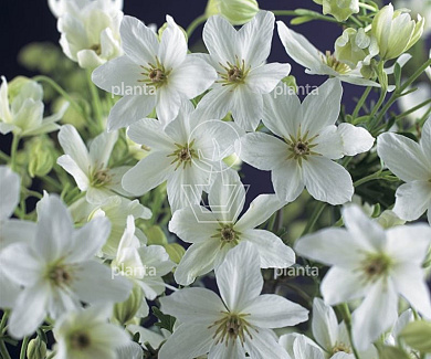 Clematis 'Joe'