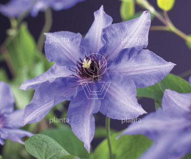 Clematis 'Königskind'