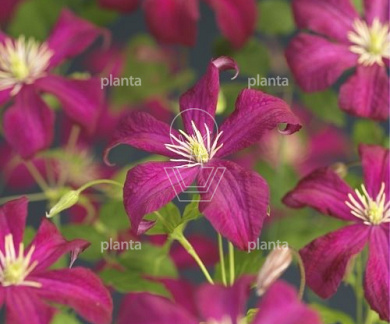 Clematis 'Madame Julia Correvon'