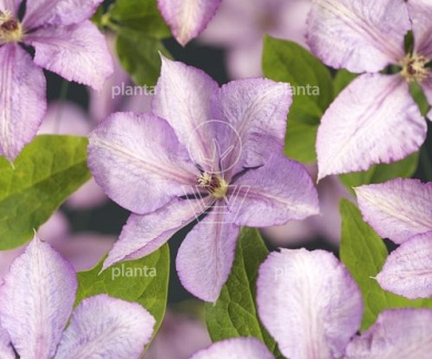 Clematis 'Margaret Hunt'