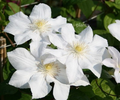 Clematis 'Mevrouw Le Coultre'