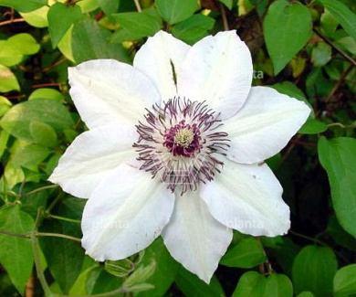 Clematis 'Miss Bateman'