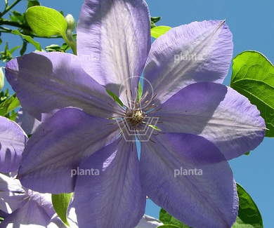 Clematis 'Mrs Cholmondeley'