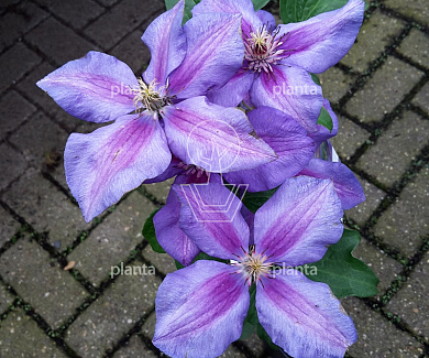 Clematis 'Mrs N. Thompson'