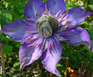 Clematis 'Multi Blue'