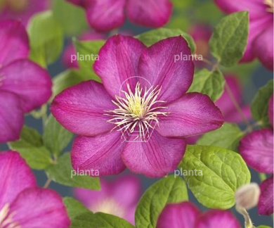 Clematis 'Ville de Lyon'