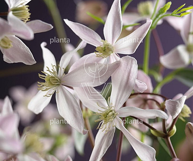 Clematis armandii 'Apple Blossom'