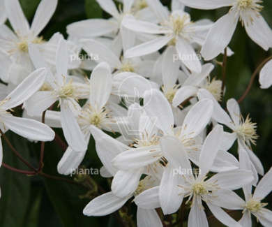 Clematis armandii 'Snowdrift'