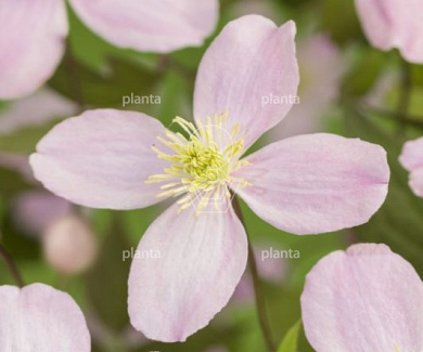Clematis montana 'Marjorie'