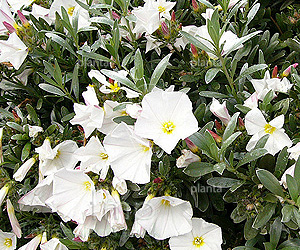 Convolvulus cneorum