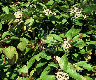Cornus alba