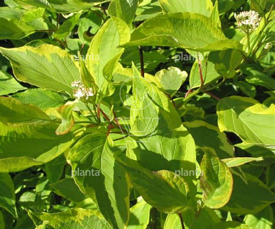 Cornus alba 'Gouchaultii'