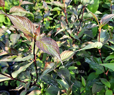 Cornus alba 'Kesselringii'