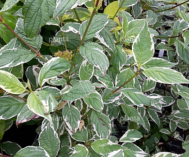 Cornus alba 'Sibirica Variegata'