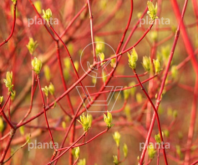 Cornus alba 'Sibirica'