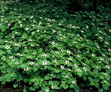 Cornus canadensis