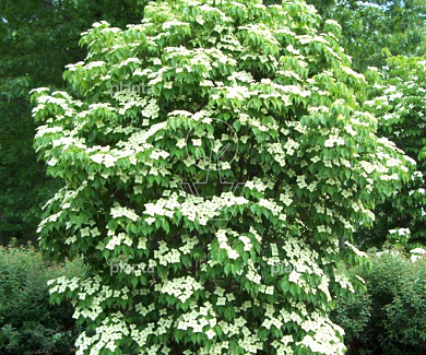 Cornus kousa