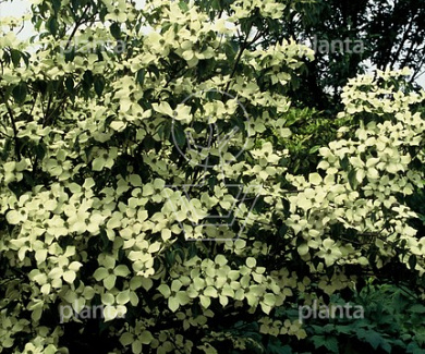 Cornus kousa 'China Girl'