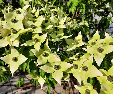 Cornus kousa 'Milky Way'