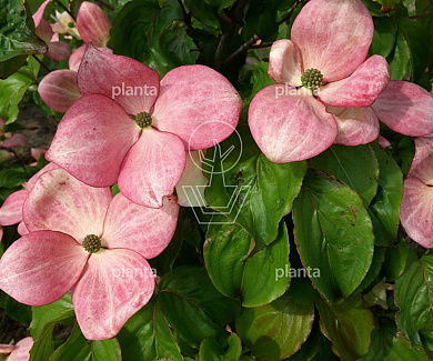 Cornus kousa 'Satomi'