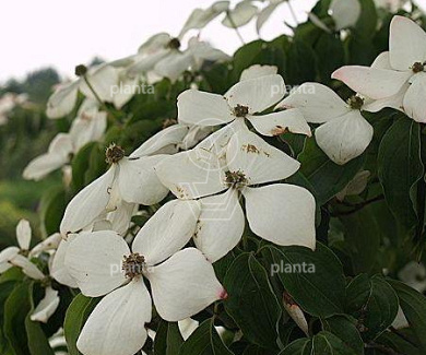 Cornus kousa 'Weisse Fontaine'