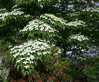 Cornus kousa chinensis