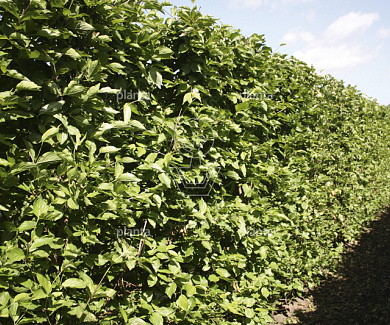 Cornus mas