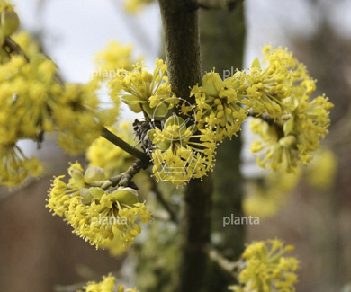 Cornus mas