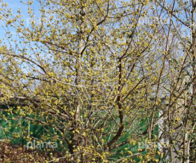 Cornus officinalis 'Robin's Pride'